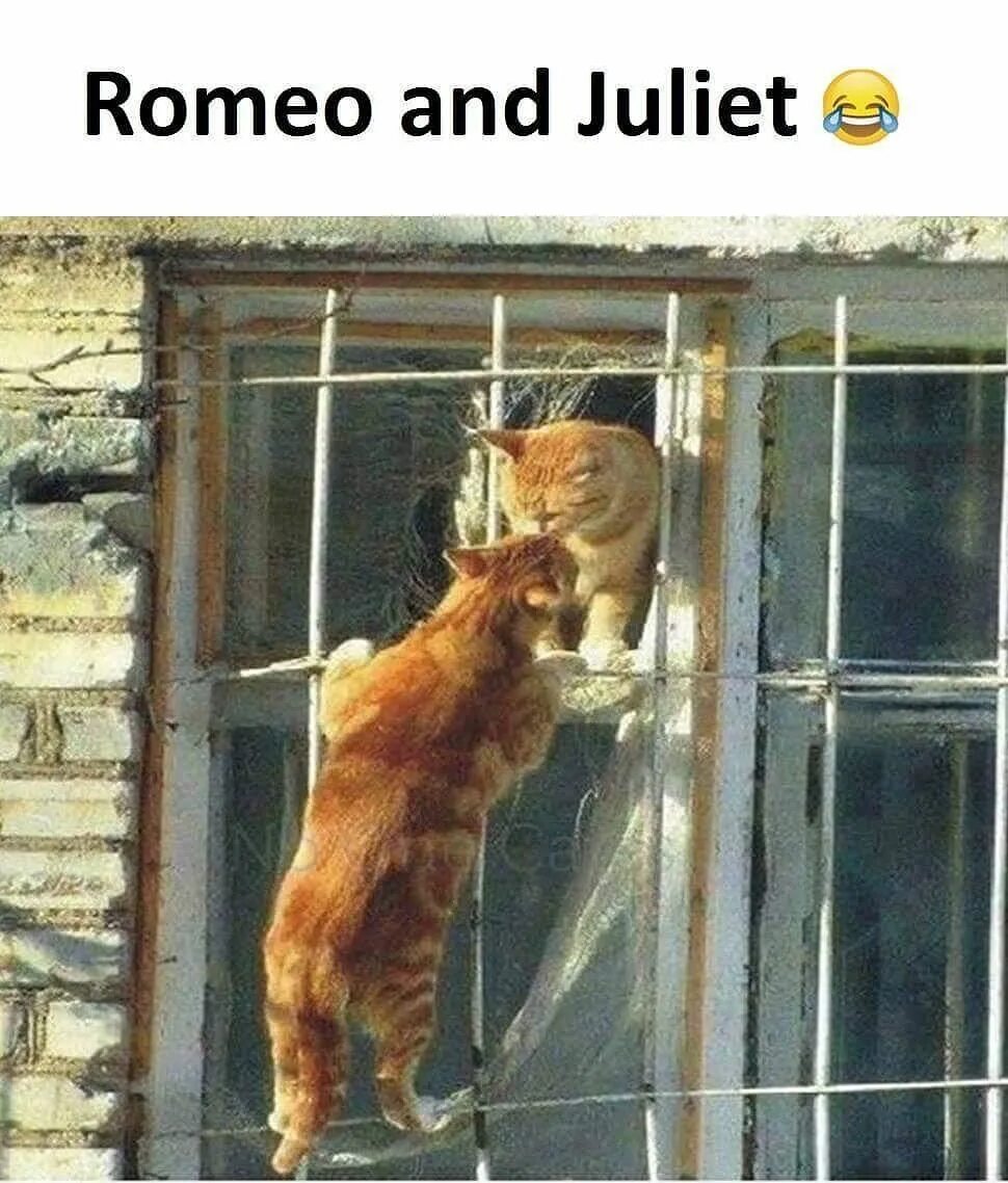 Even the cat