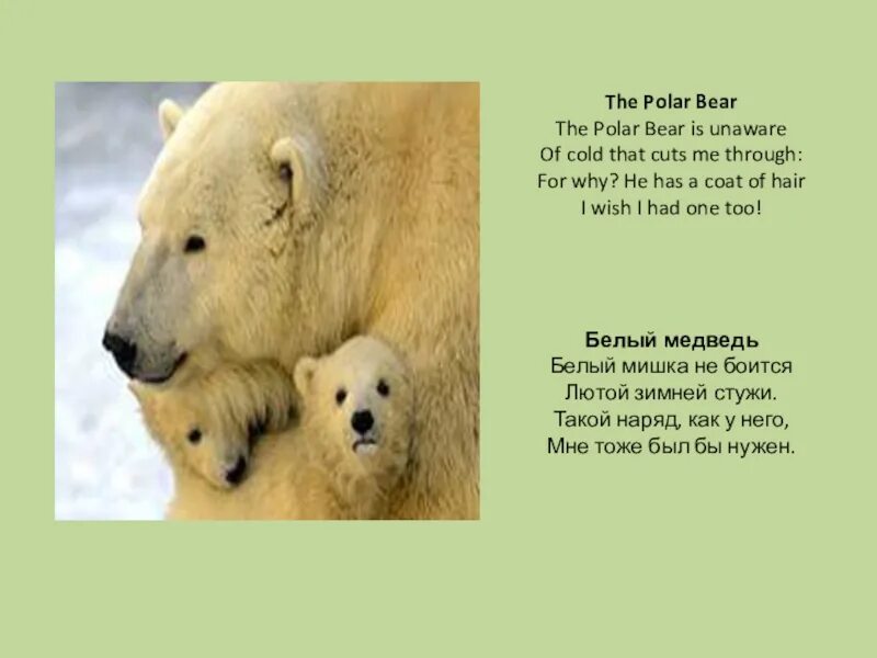 Стих про полярного медведя. Полярный медведь на английском. Рассказ про полярного медведя на английском языке. Рассказ о Полярном медведе на английском. Мишка перевести на английский