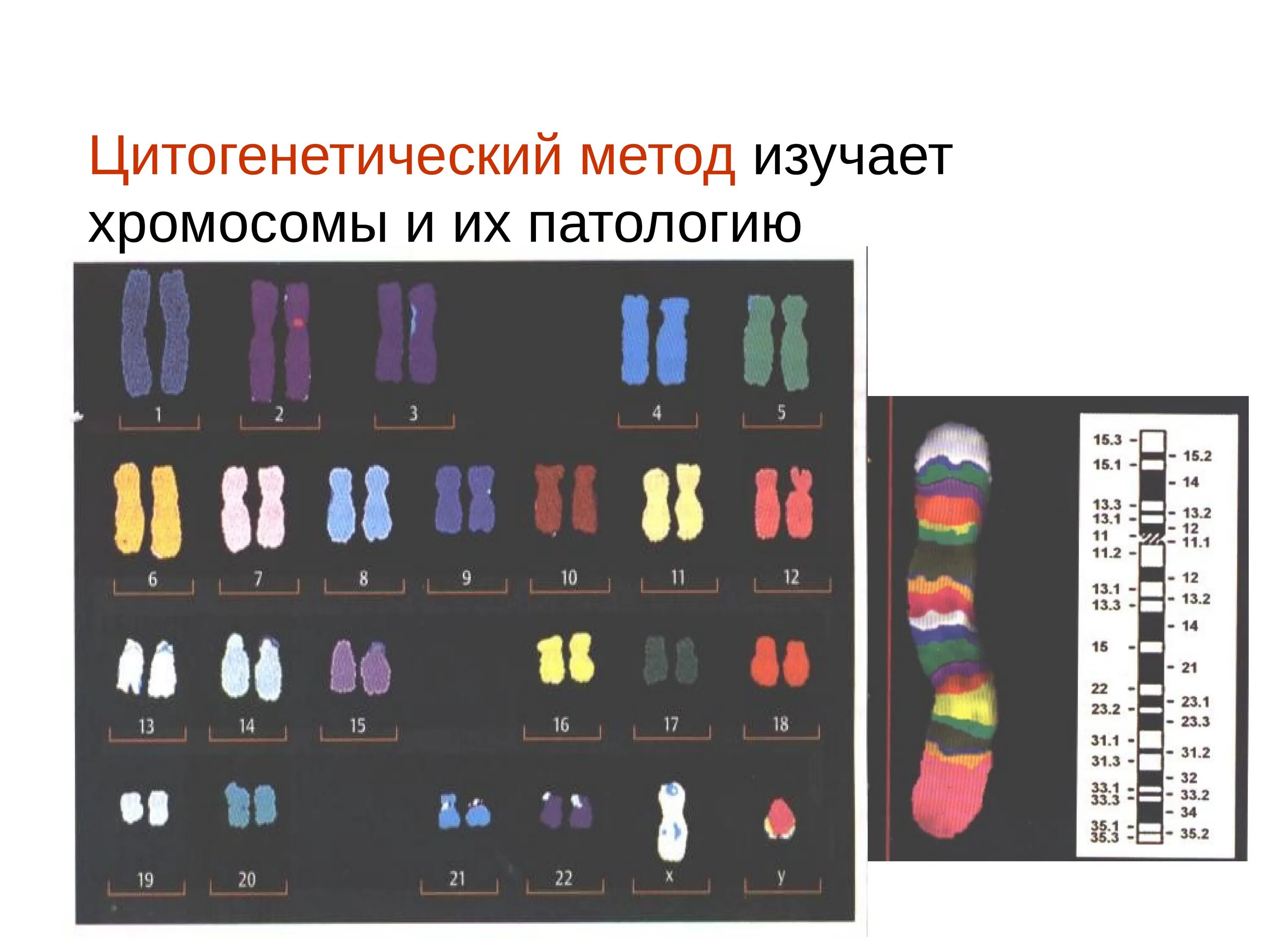 Изменение окраски хромосом