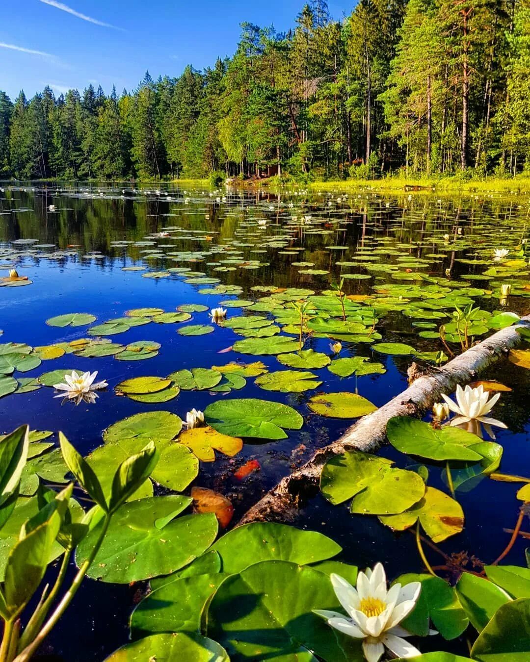 Озеро Линево кувшинки. Озеро Балтым кувшинки. Тиберкуль кувшинки. Озеро Селигер кувшинки.