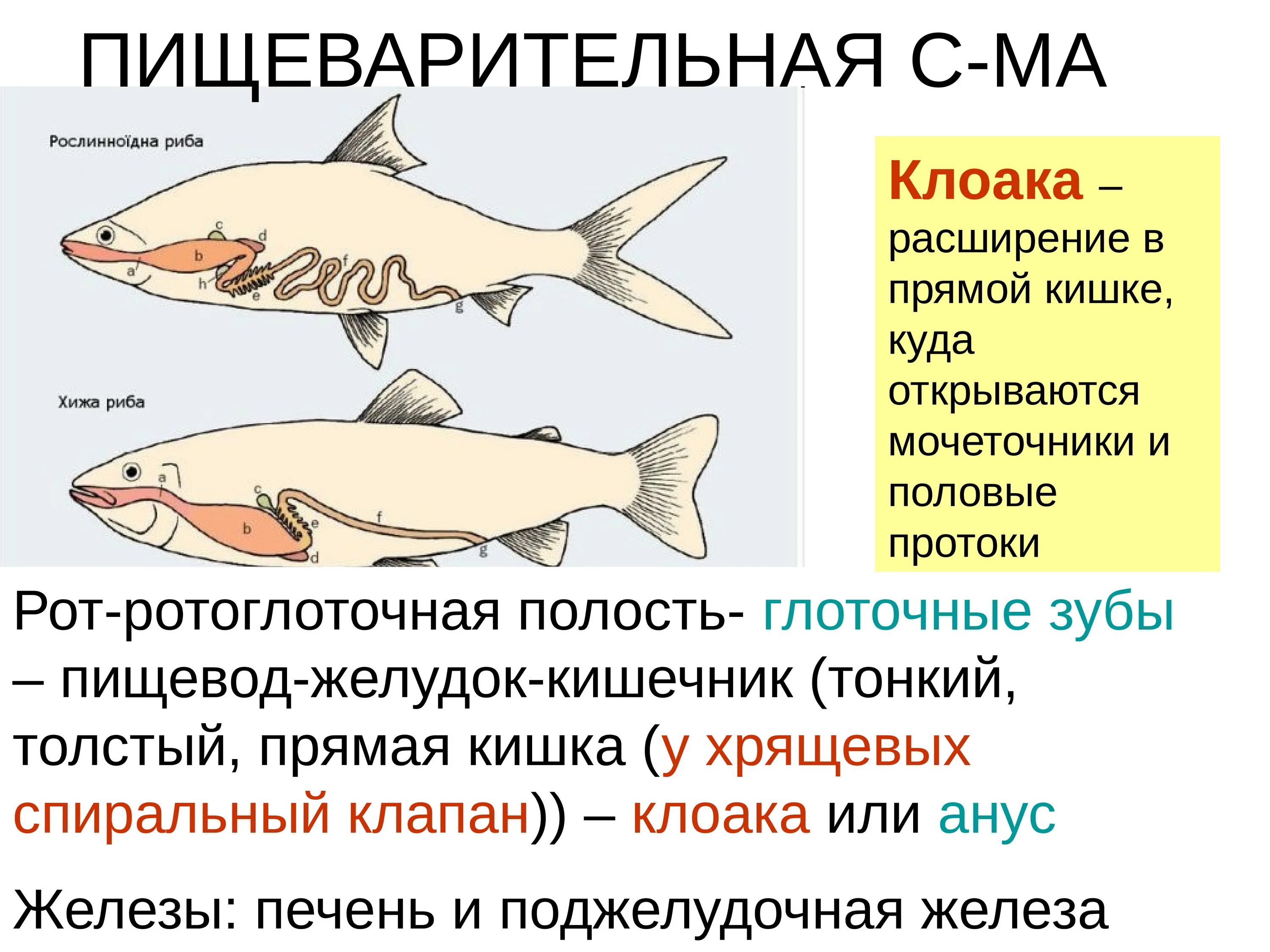 Кишечник мочеточники открываются в клоаку. Внутреннее строение рыбы. Спиральный клапан у рыб. У хрящевых рыб есть клоака. Желудок хрящевых рыб.