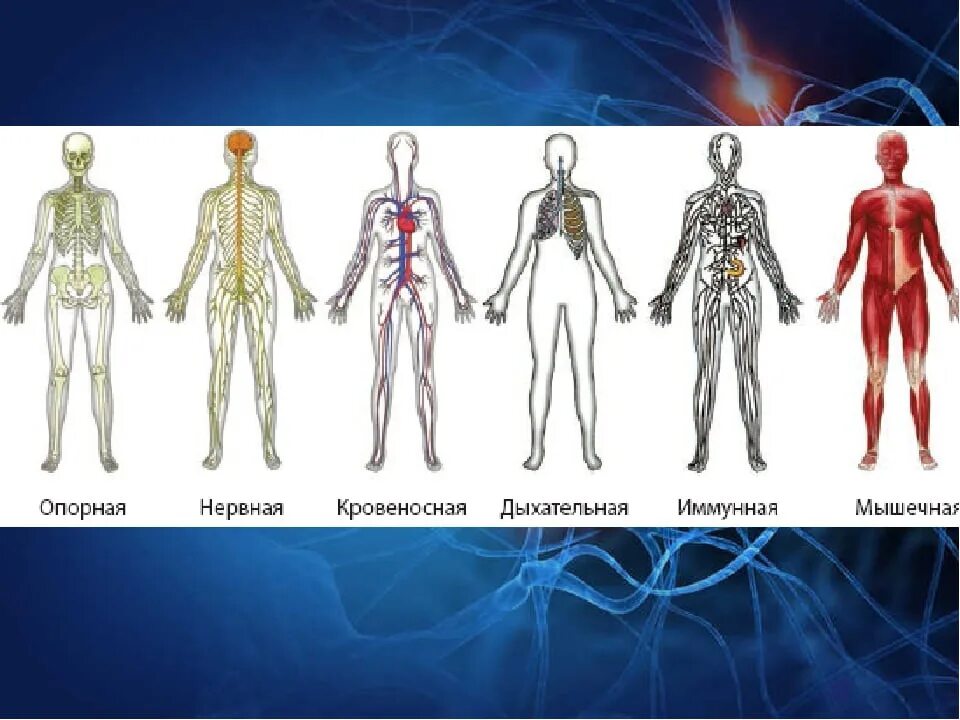 Изображения систем органов человека. Системы органовмчелопвека. Система органов тела человека. Системы органов челове. Системы органов 4 класс.