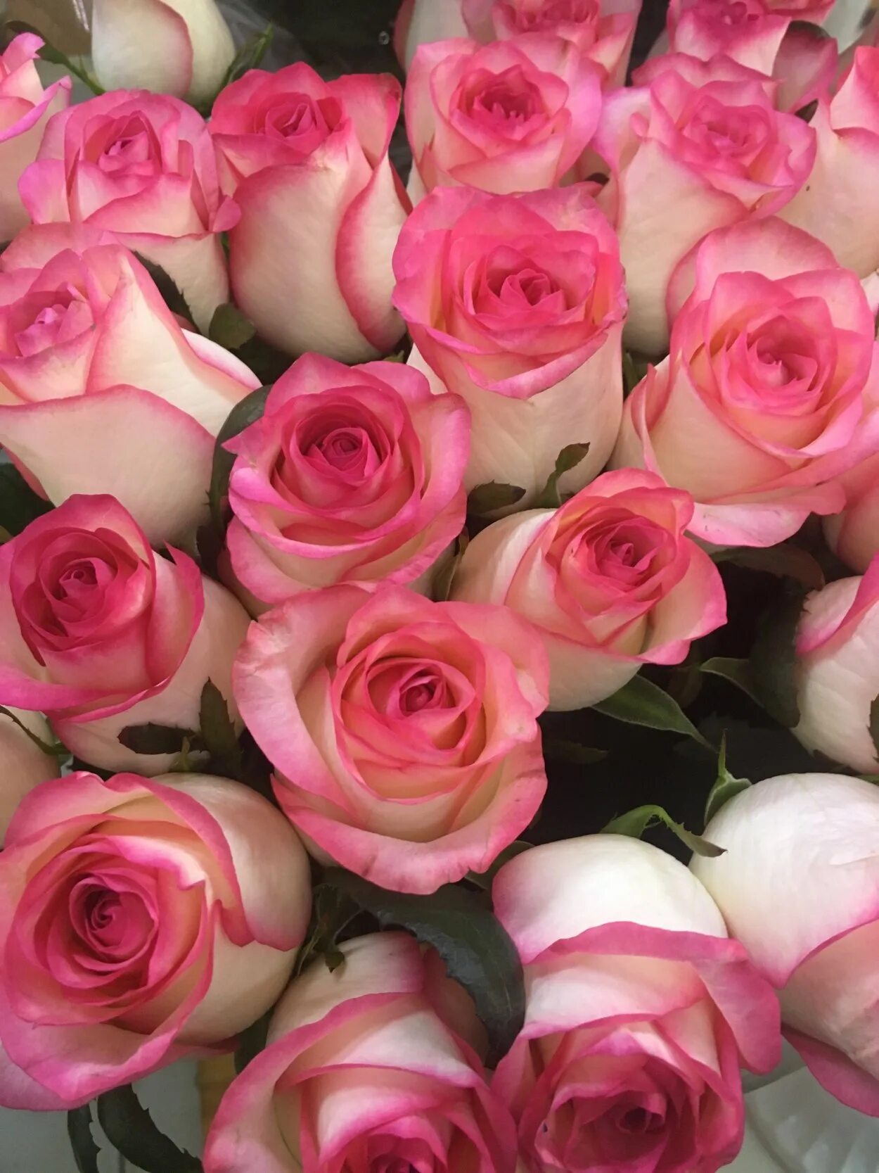 You are so beautiful! You are beautiful, Flowers, Plants
