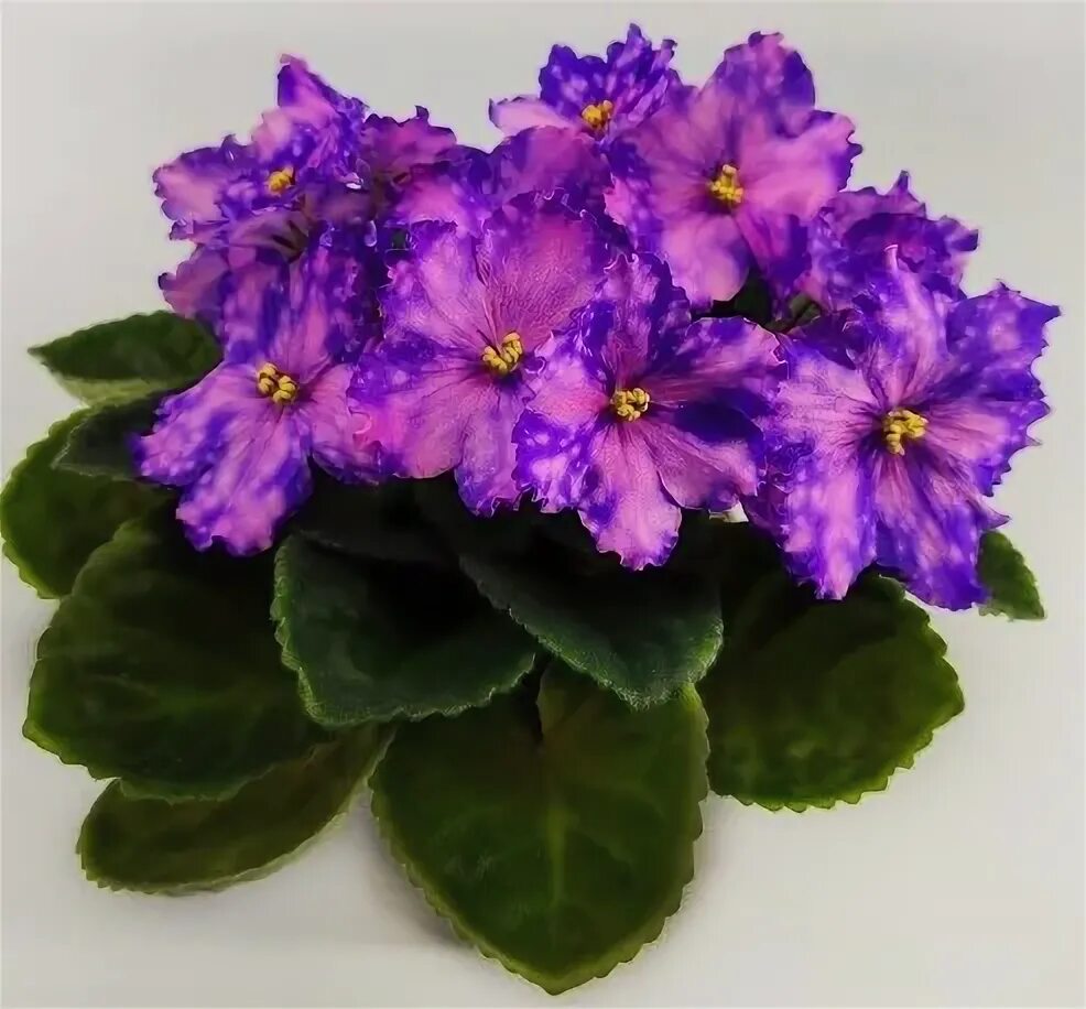 Фиалка тропикана. Рс дон жуан фиалка. Рс видео. Рс видео. Фиалка сорта виконт.