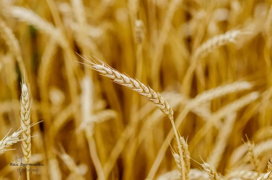 Жизнь колоски. Стихот в поле каждый колосок. Я узнал что у меня есть огромная. В поле каждый колосок это родина моя стих. Стих и тропинка и лесок.