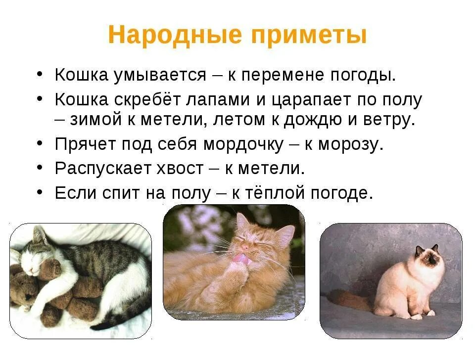 Кошки и их значение