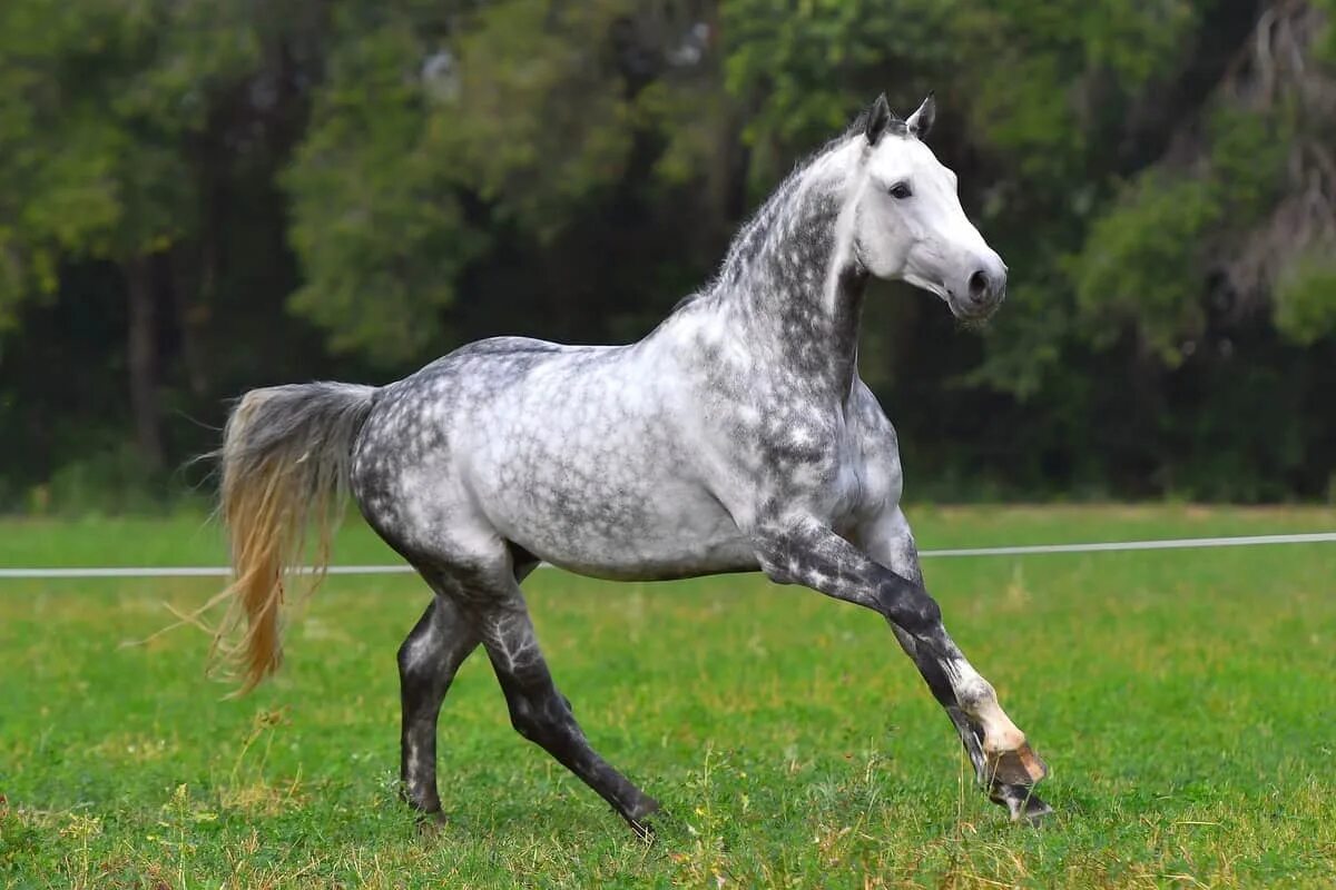 Орловский рысак серый в яблоках. Андалузская лошадь. Dapple Grey Horse. Серый конь. Кони в яблоках песня слушать