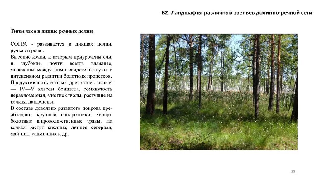 Опишите тип леса. Долинно-речной ландшафт. типы леса. схема типов леса по сукачеву. пойменные леса.