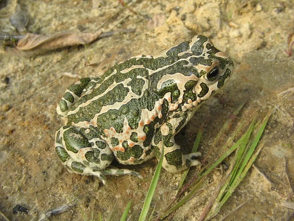 Зелёная жаба (Bufo viridis) - Фото № 237782