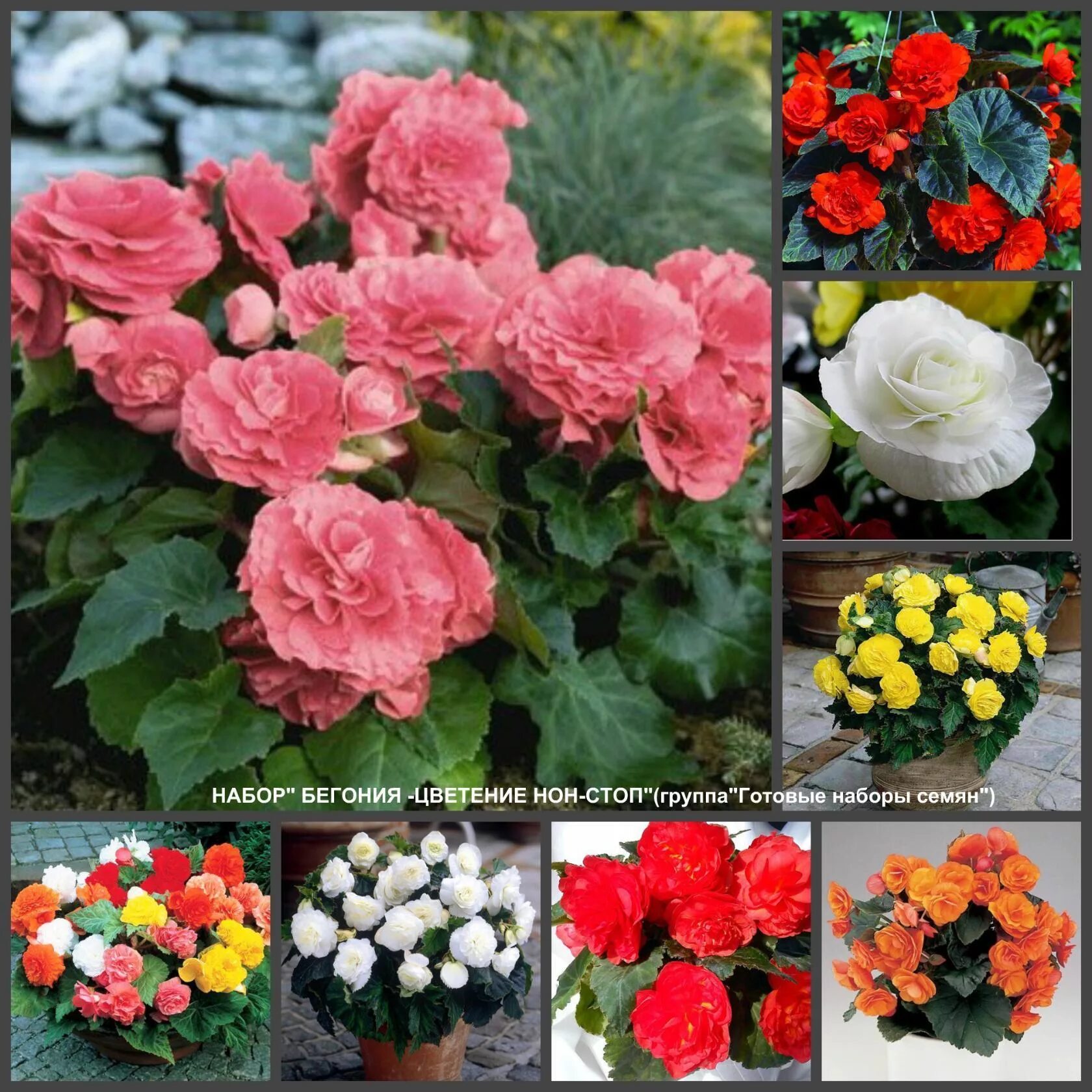 Бегония нон-стоп йеллоу. Бегония нон-стоп йеллоу. Бегония клубневая. Бегония нон стоп выращивание. Бегония клубневая nonstop red.