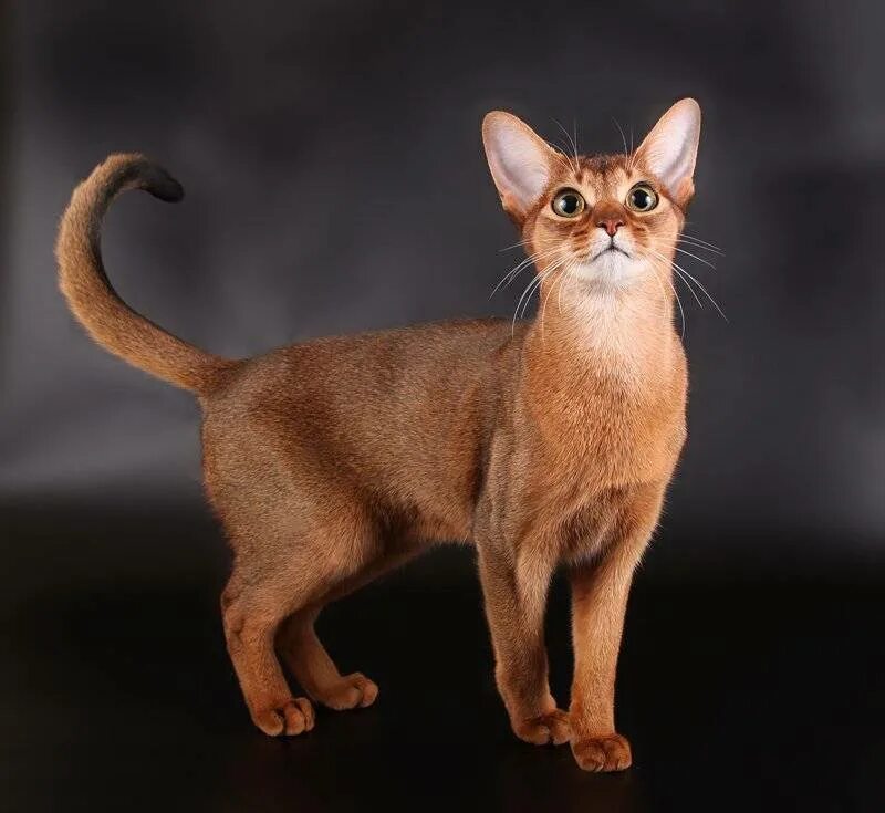 Абиссинская порода кошек. Абиссинская Ориентальная кошка. Абиссинская кошка Золотая. Абиссинская кошка фавн.