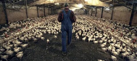 Tosaka chicken farm