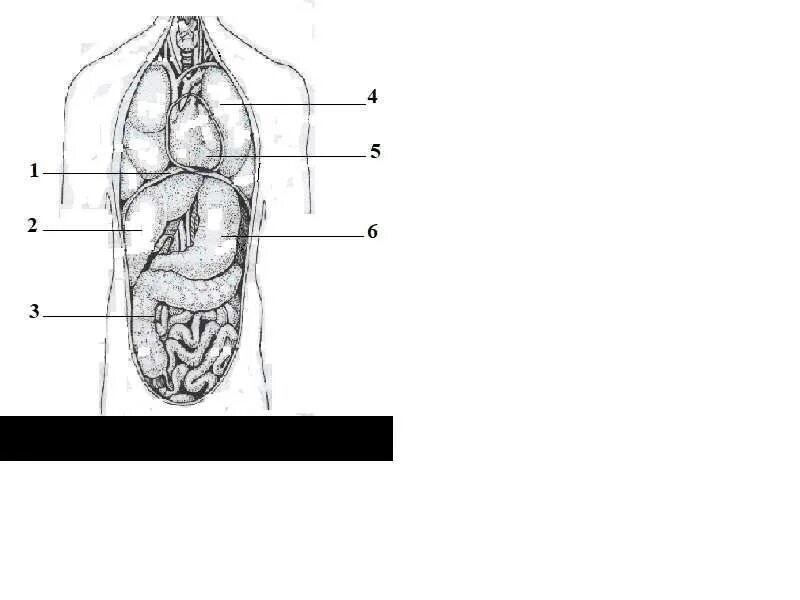 Орган отделяющий грудную полость от брюшной. Строение органов человека. Анатомия человека по органам. Органы грудной полости рисунок. Внутренние органы человека схема расположения.