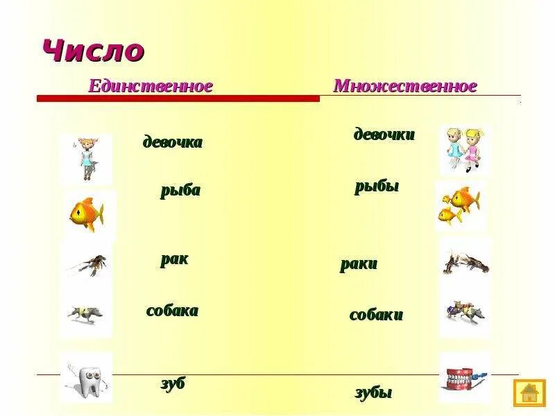 Единственное и множественное число. Рыба во множественном числе. Множ число рыба. Зуб множественное число.