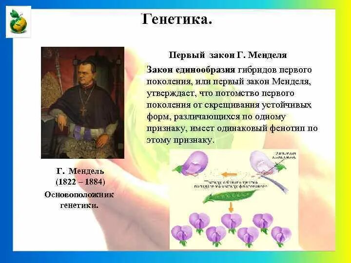 Задачи на генетику 1 закон менделя. Первый закон менделя закон единообразия гибридов первого поколения. биологические законы. законы по биологии. таблица менделя генетика.