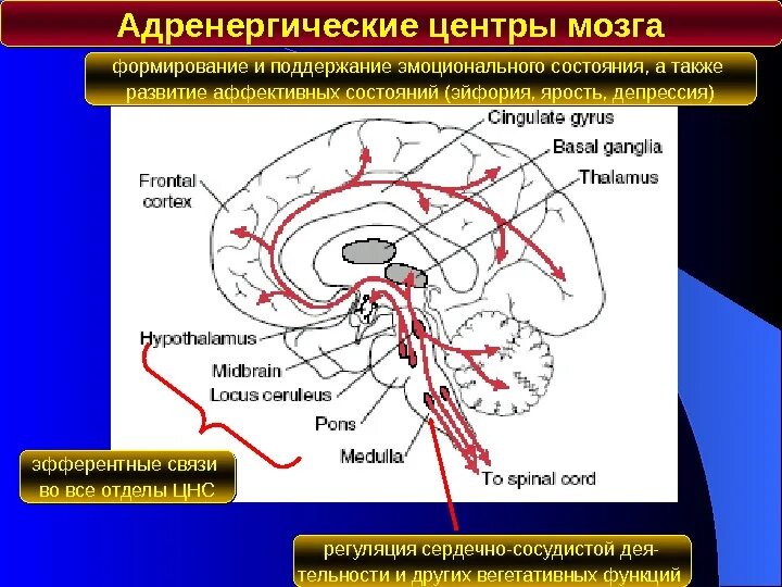 Сердечный центр головного мозга. Адренергическая нервная система. Адренергическая система мозга. Адренергические центры. Адренорецепторы головного мозга.