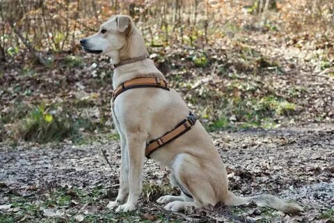 Male dog
