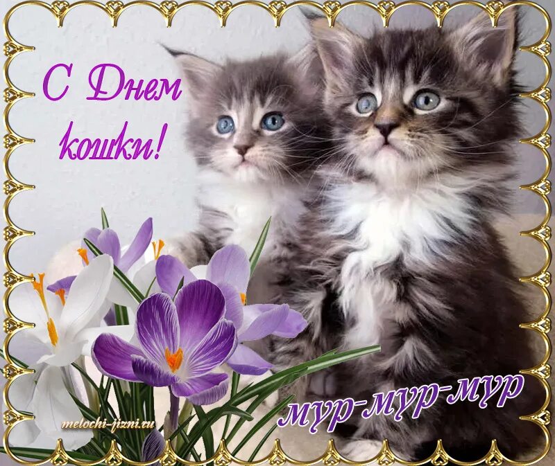 Когда день котят. День кошек. поздравление с днем кошек. откр с днем кошек.