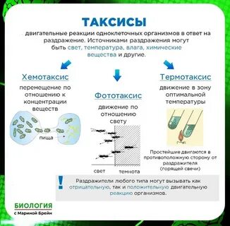 Способен к фототаксису