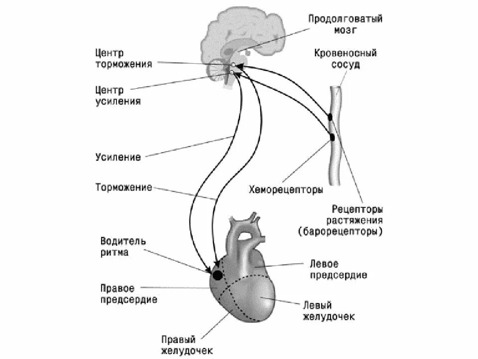 Капилляр щитовидной железы продолговатый мозг. Центр регуляции сердечно сосудистой системы находится в. Гомеостатическая регуляция сердечной деятельности. Схема регуляции сердечной деятельности. Сердечно сосудистый центр в продолговатом мозге схема.