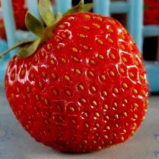 Сорта круглой клубники