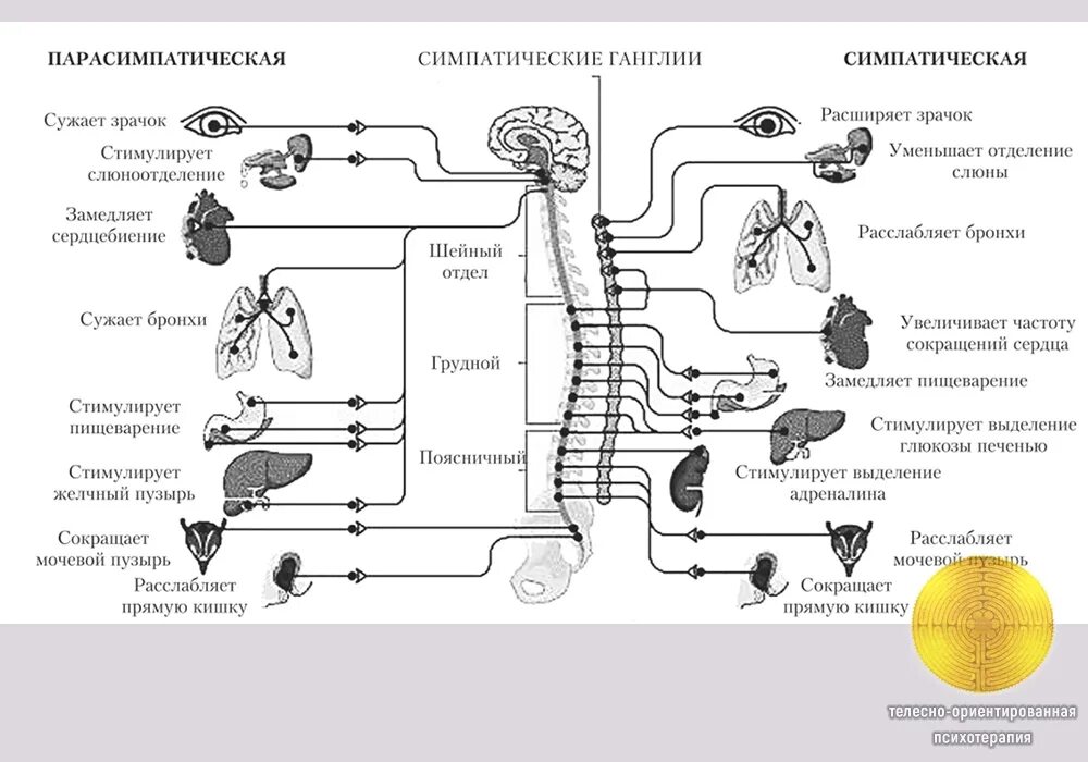Парасимпатическая слюна. Таблица органы симпатическая и парасимпатическая нервная система. Симпатический и парасимпатический отделы нервной системы. Парасимпатический отдел вегетативной нервной системы. Таблица влияние симпатической и парасимпатической нервной системы.