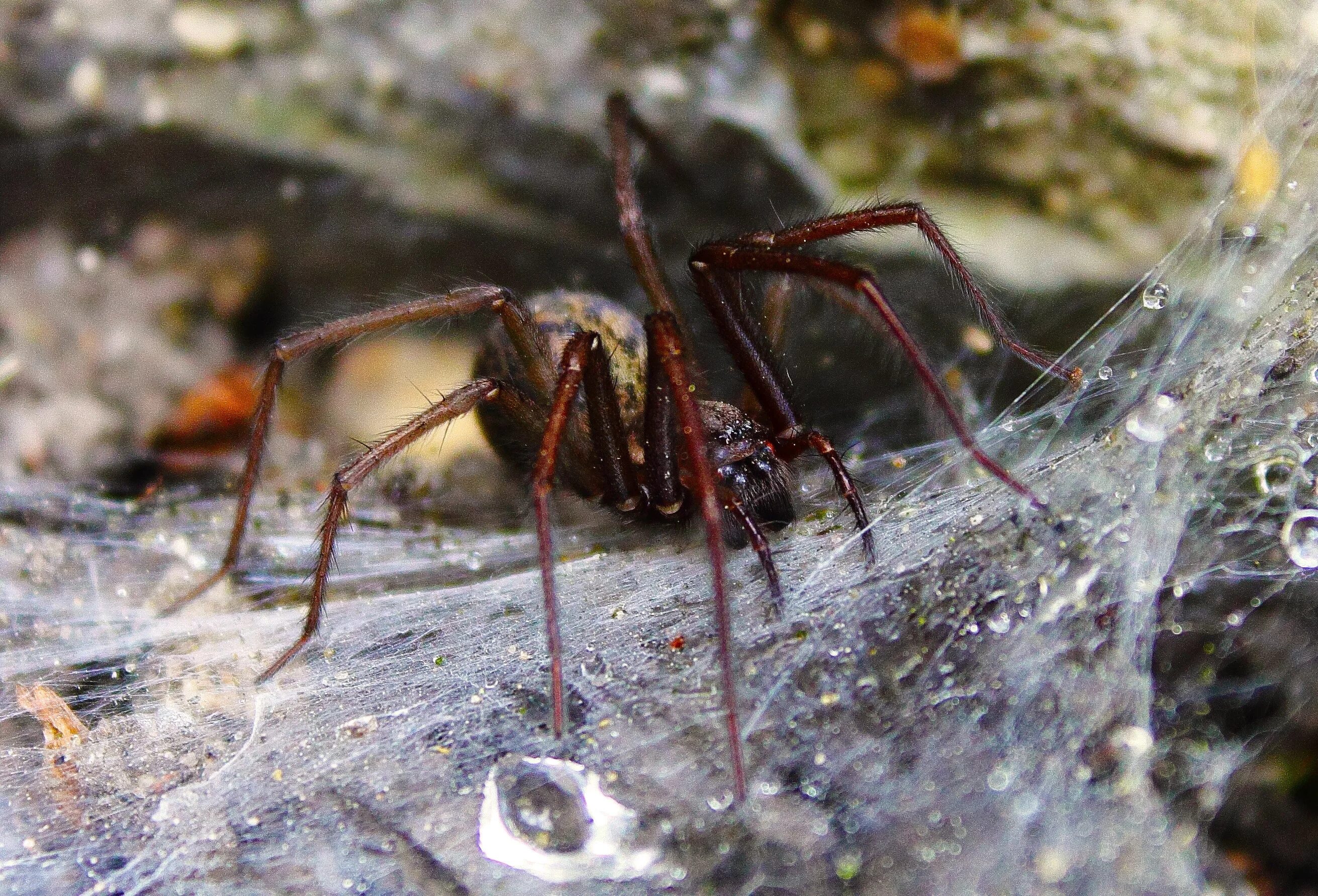 Down spiders. Погребной паук. Пауки гиганты.