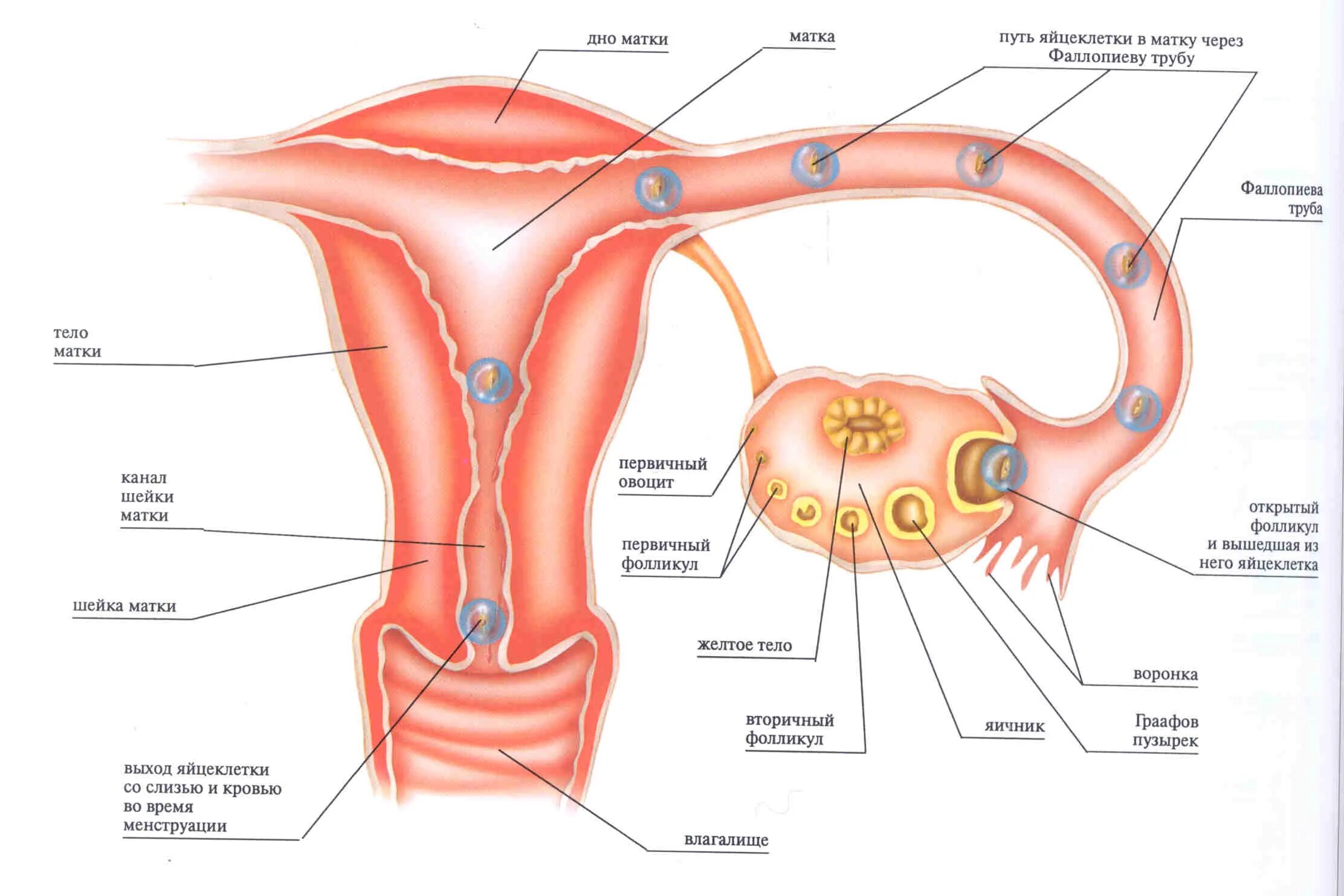 Строение матки оплодотворение. Строение матки и яйцеклетки. Схема менструационного цикла анатомия. Строение фолликулы яйцеклетки анатомия.