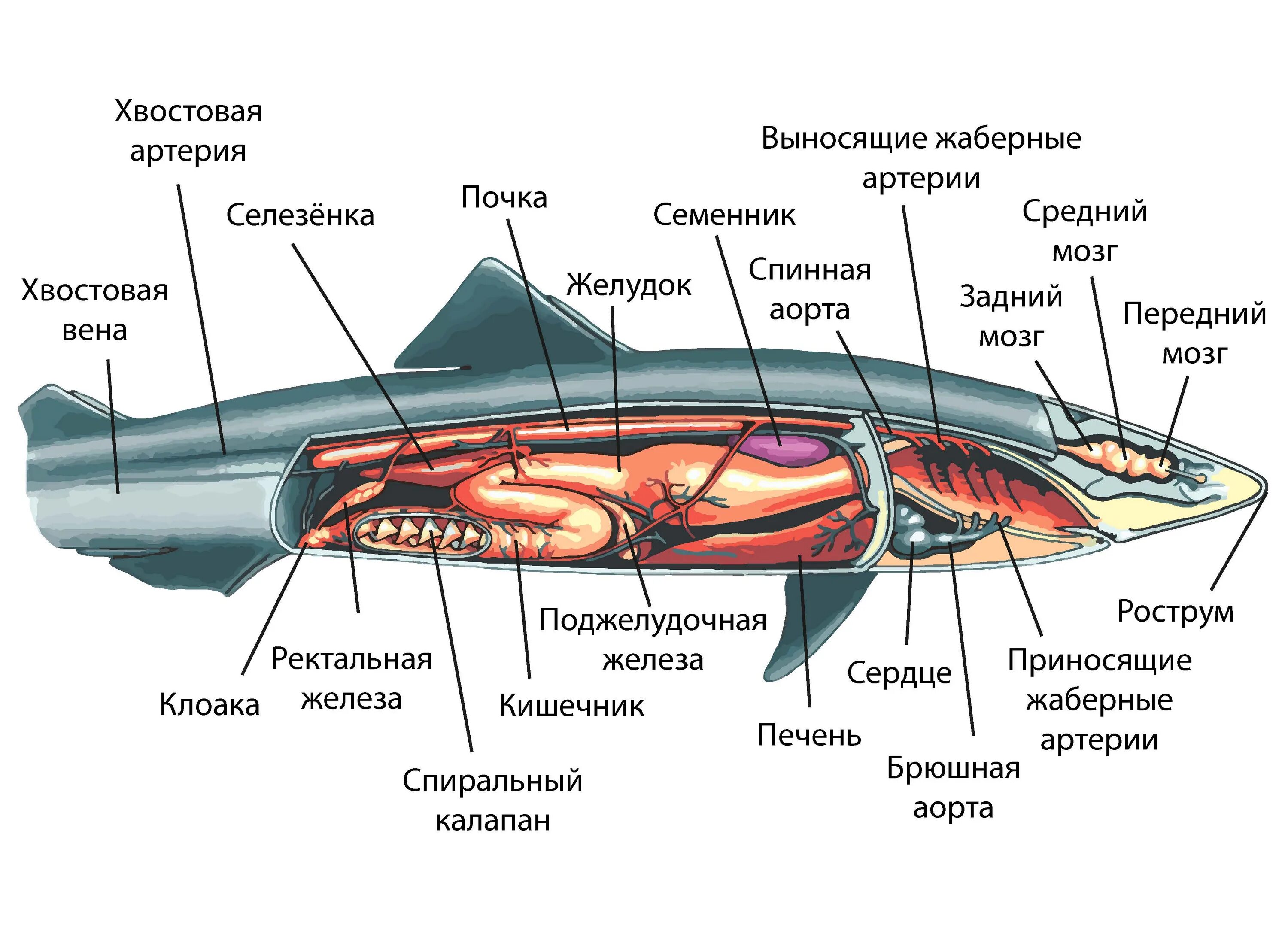Внутреннее строение акулы. Строение половой системы хрящевых рыб. Выделительная система хрящевых рыб. Пищеварительная система хрящевых рыб. Выделительная система акулы.