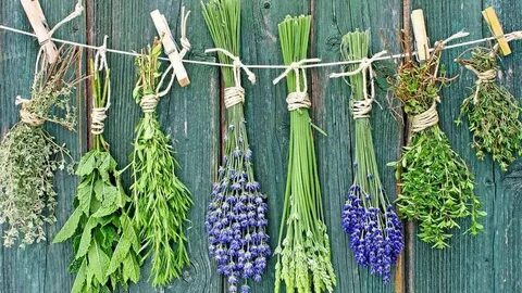Какие растения можно использовать для