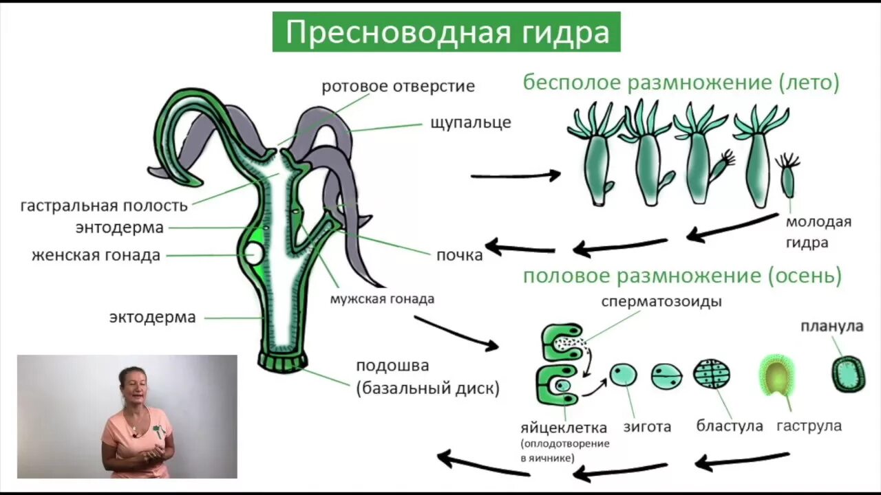 Установите последовательность происходящих при размножении человека. Жизненный цикл гидры пресноводной. Жизненный цикл гидры схема. Жизненные циклы кишечнополостных гидра. Жизненный цикл гидры ЕГЭ.