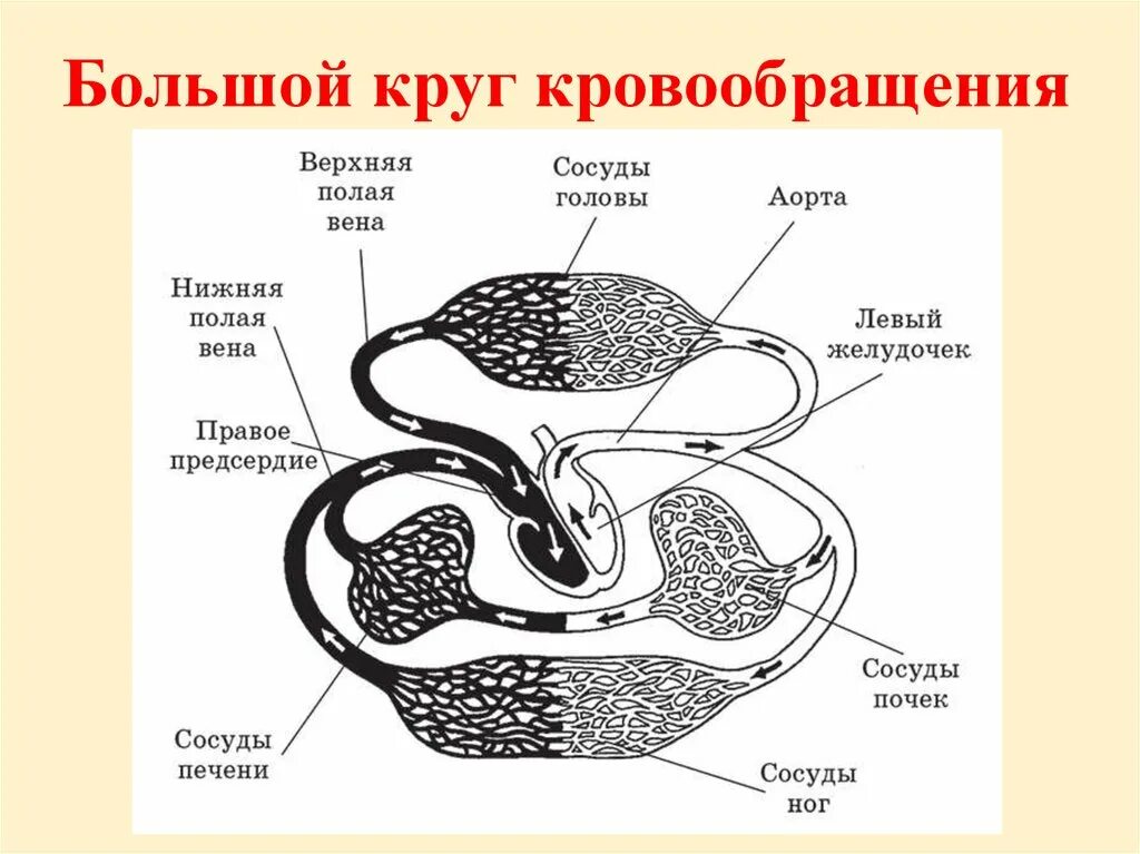 Конец большого круга. Схема строения большого круга кровообращения. Большой круг кровообращения схема. Большой круг кровобрпщ. Большой круг кровообращения анатомия.