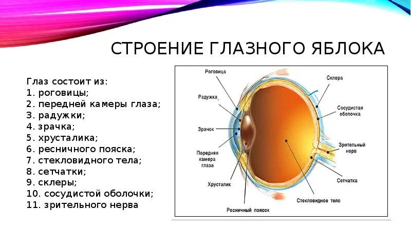 Глаз человека имеет оболочек. Строение Радужки глазного яблока. Склера роговица радужка. Строение Радужки и ресничного тела анатомия. Радужка глаза анатомия.