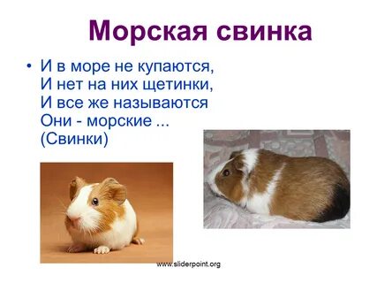 Текст морская свинка