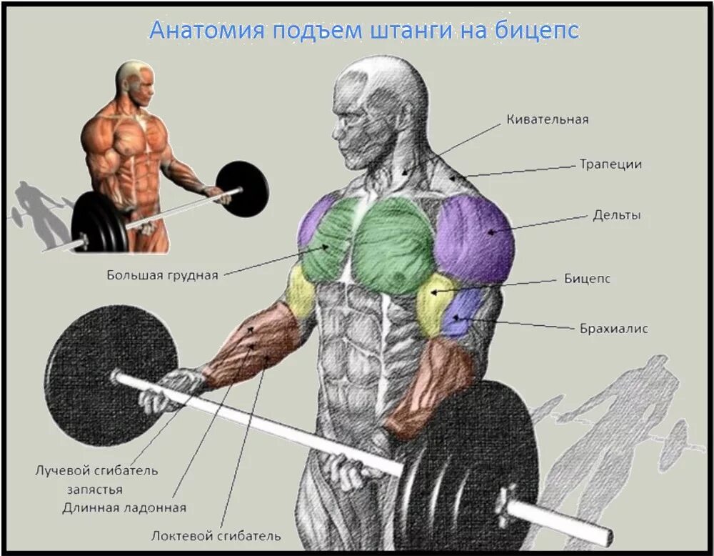 Упражнение подъем штанги на бицепс. Бицепс широким хватом. Бицепс широким хватом. Сгибание рук со штангой обратным хватом. Подъем штанги обратным хватом стоя.