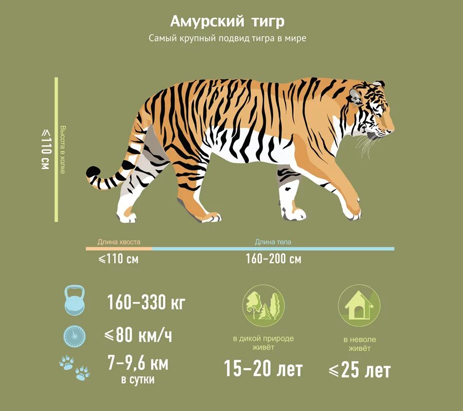 Какая длина тигра. Амурский тигр рост вес длина. Амурский тигр вес и рост. Рост вес Амурского тигра. Амурский тигр рост в холке.
