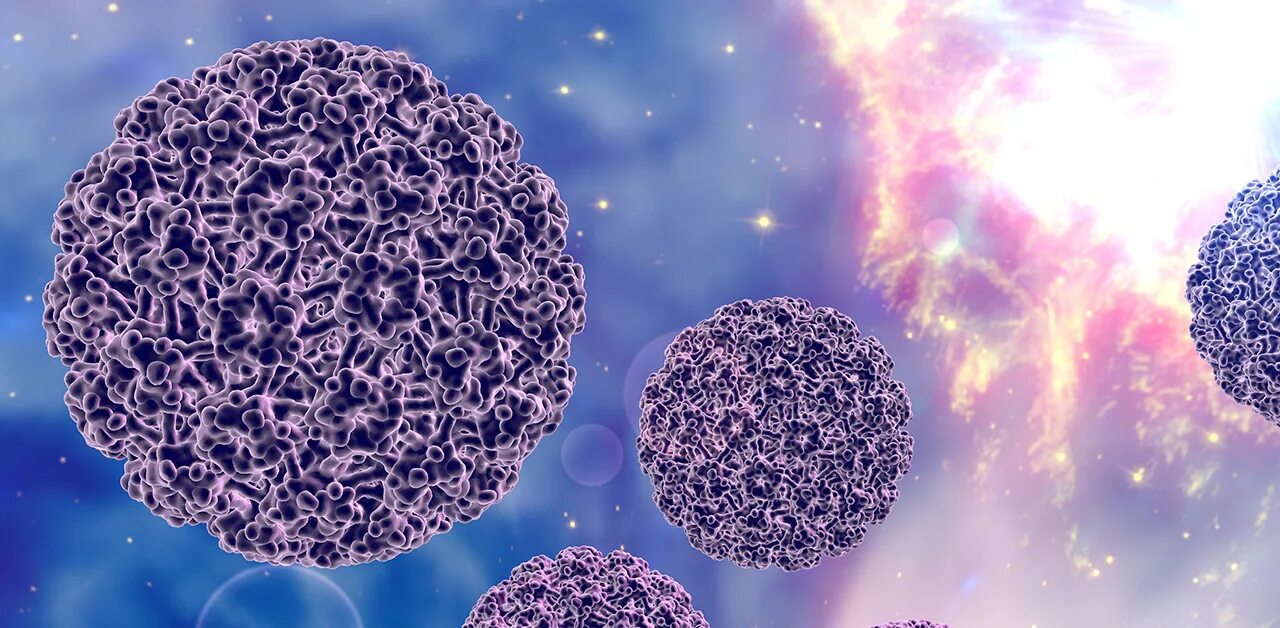 Papilloma virus 16