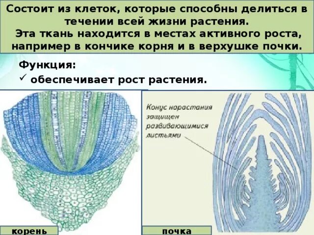 Какая ткань обеспечивает рост