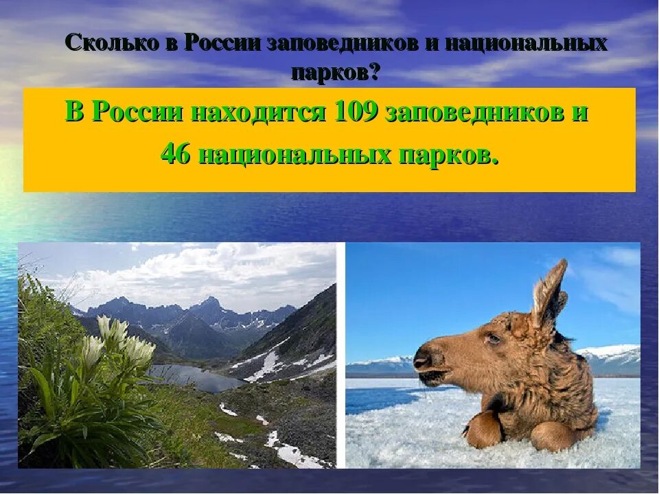 Проект заповедники россии 4 класс. Заповедников и национальных парков России. Заповедники и национальные парки России. Окружающий мир национальные парки. Проект заповедники и национальные парки.