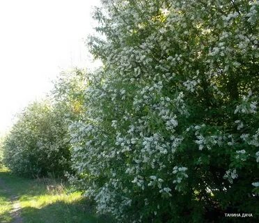 Можно ли садить черемуху