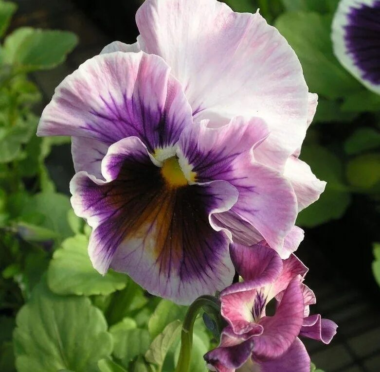 Виола фламенко. Виола виттрока фламенко блэк мун. Виола фламенко красная f1, виттрока. Виола виттрока черная жемчужина. Виола виттрока фламенко белая.