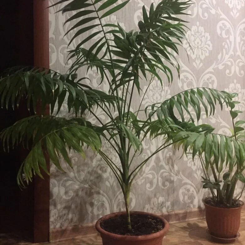 Листья похожие на пальму. Растение похожее на пальму. Комнатное растение похожее на пальму. Цветок типа пальмы комнатный. Комнатное растение с листьями похожими на пальму.