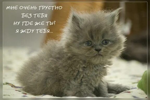 Я очень скучаю. Милы мне очень грустно было. Грустный котик. Грустно без тебя. Милы мне очень грустно было.