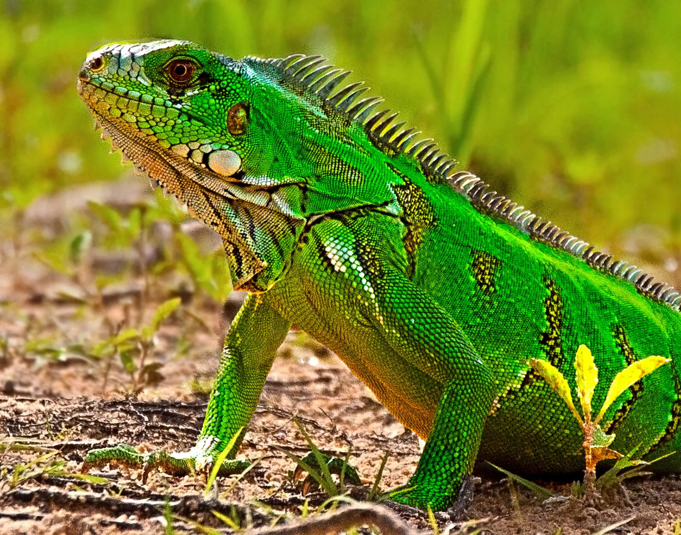 Виды игуан. Зеленая игуана (Iguana Iguana). Игуана зеленая обыкновенная. Рептилии ящерицы игуаны. Ящерица зеленая игуана.