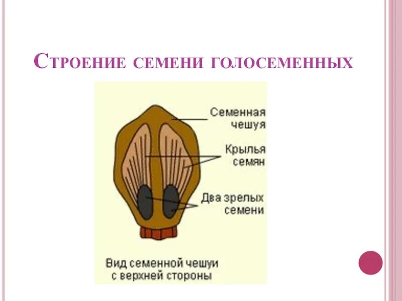 Каково строение голосеменных