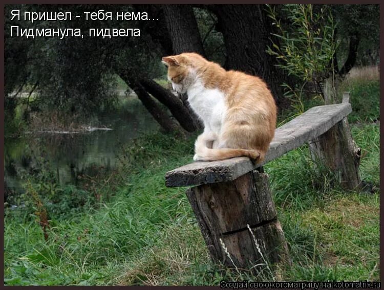 Пришел или пришол. Я пришел тебя нема пидманула подвела. я пришёл тебе нема. кот пришел. пидманула пидвела.
