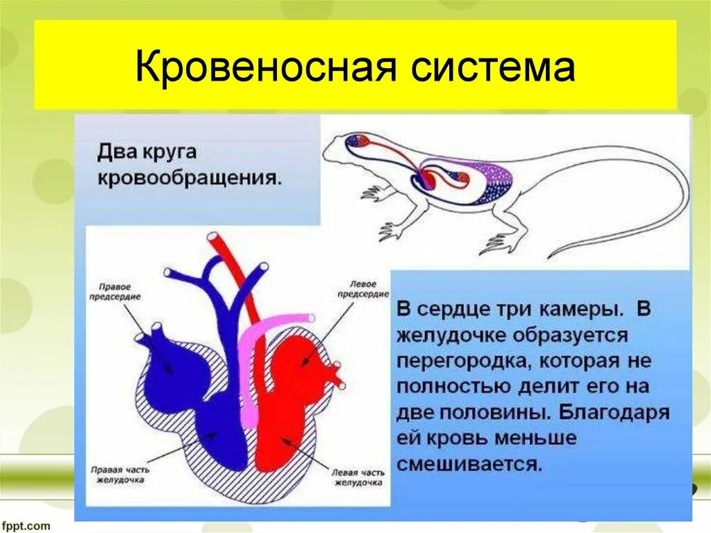 Пресмыкающиеся кровеносная система круги кровообращения. Строение кровеносной системы рептилий. Кровеносная система пресмыкающихся схема. Пресмыкающиеся строение кровеносной системы.