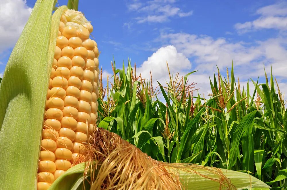 Соцветие кукурузы. Кукуруза злаковое растение. Corn plant. Поле кукурузы. Кукуруза соцветие початок.