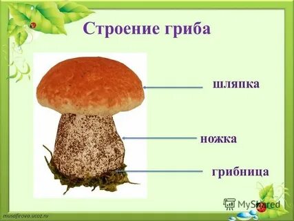 Картинка схема гриба