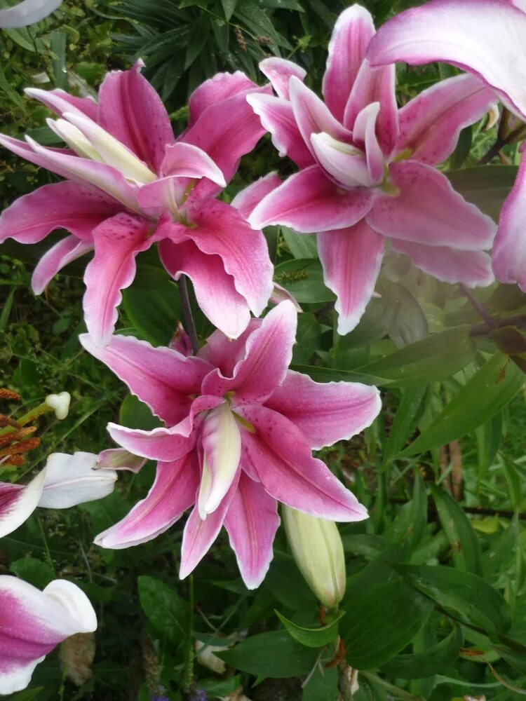 Lilien online kaufen bei Gärtner Pötschke Trees to plant, Flowers, Garden trees